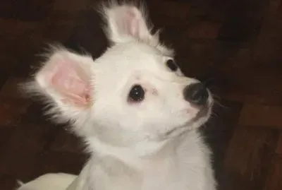 Tango observador