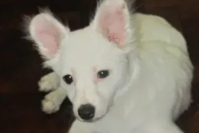Tango