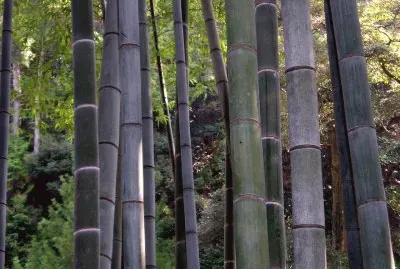 Kyoto, Bambus
