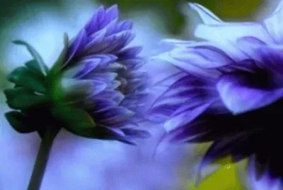 Kissing Purple Flowers-Art jigsaw puzzle