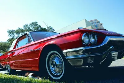 t bird