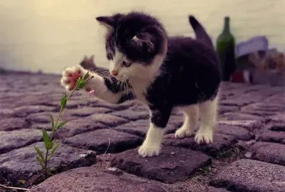 kitty with flower
