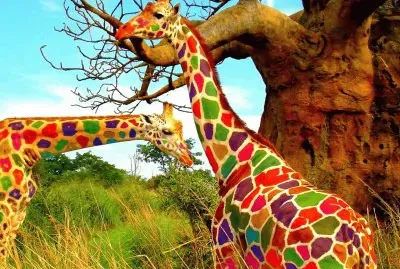 Colorful Giraffes