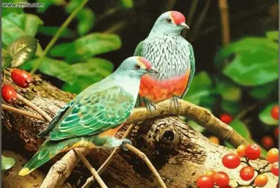 aves