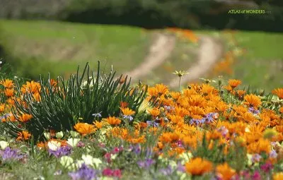 naturaleza jigsaw puzzle