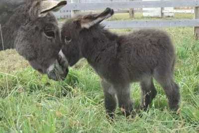 burro bebe con su mama