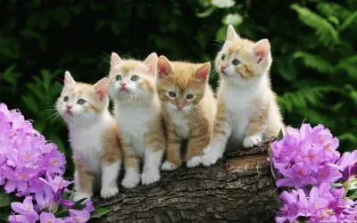 Four Kittens