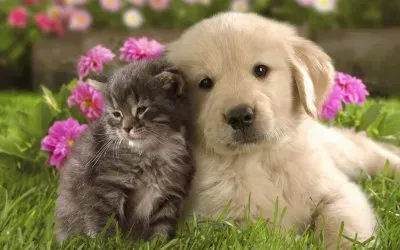 Friends for ever