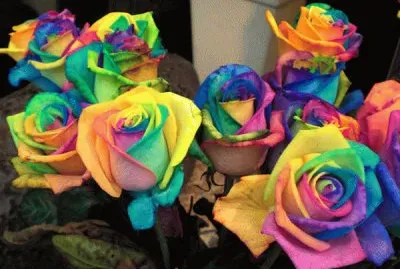 פאזל של Rainbow Roses