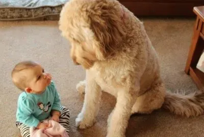 beicinho jigsaw puzzle