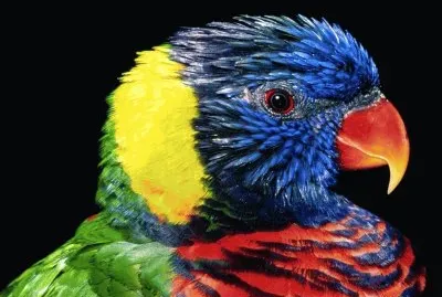 Colorful Parrot