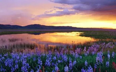 Camas Prairie at Sunset  Idaho  Usa