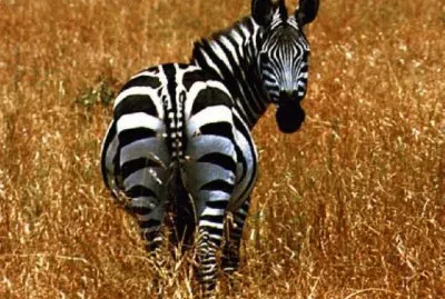 animais-selvagens_2 jigsaw puzzle