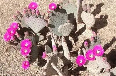 Pink Prickly Pear desert Flower  Arizona  USA