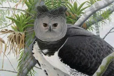 harpy eagle