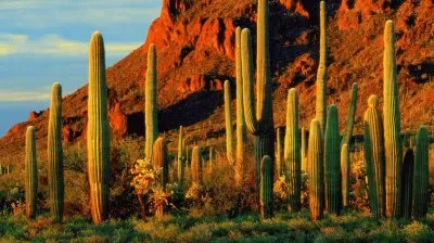 Saguaro 's  Arizona