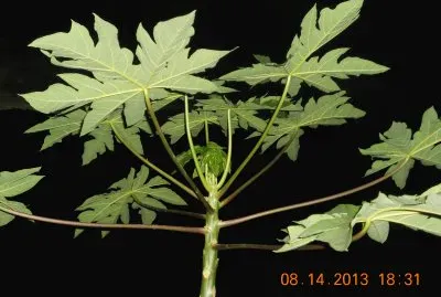 Arbol de papaya