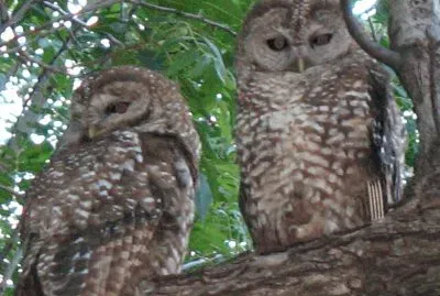 animals, scenery, weather