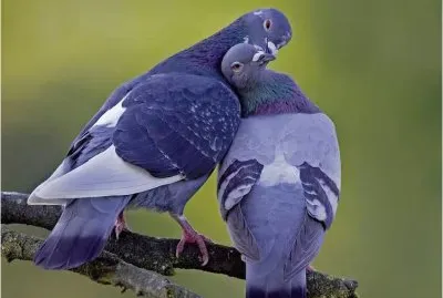 Pigeons