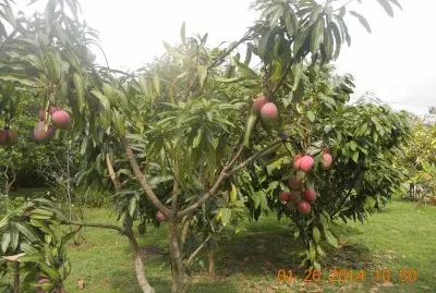Mangos jigsaw puzzle