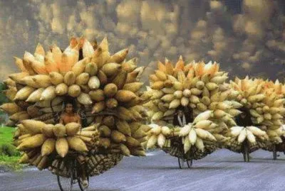 curiositÃ  jigsaw puzzle