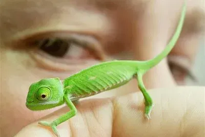 CAMALEÃ“N BEBÃ‰