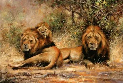 leones reposando