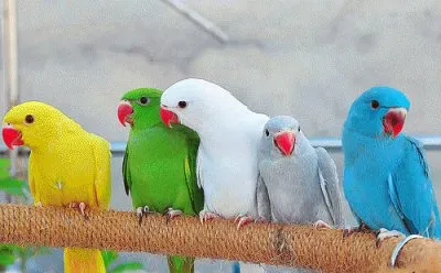 Parrots
