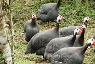 Galinha Angola