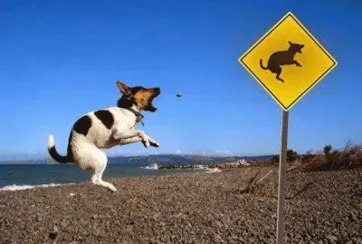 animales