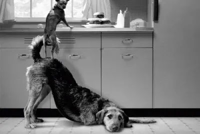 animales