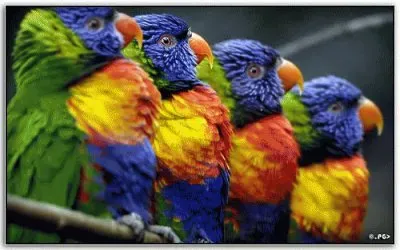 Parrots   Amazonas