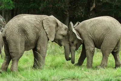 Knysna Ellies