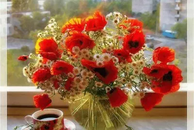 Poppies