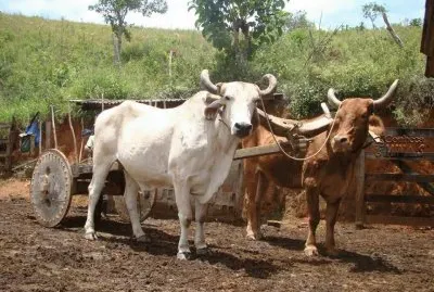 carro de boi