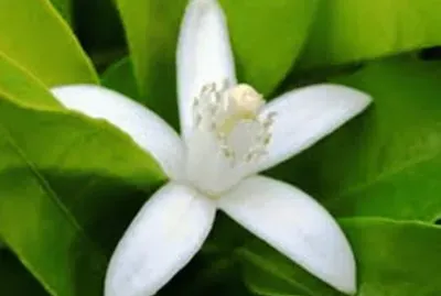 Flor de Laranjeira