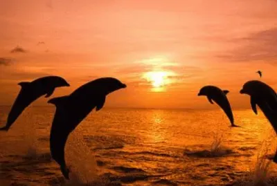 Dancing Dolphins
