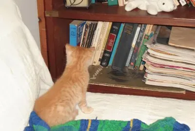 Un libro para Sol