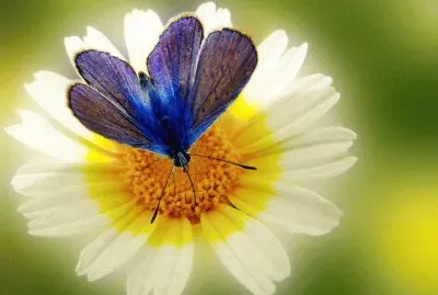 Beautiful  Butterfly