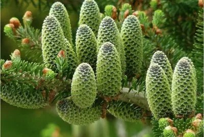 Pine Cones