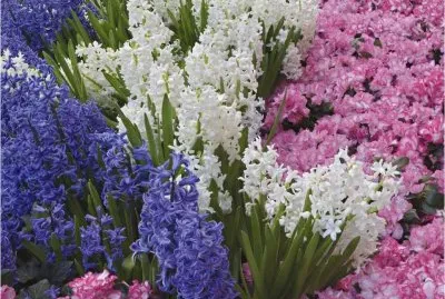 Hyacinths