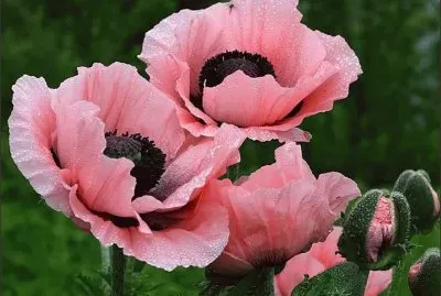 Poppies