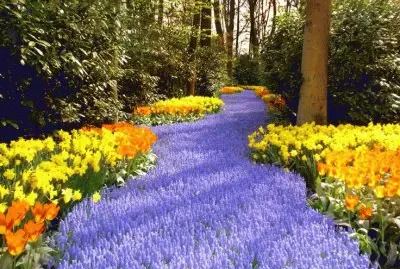 Lilac Pathway of Splendor