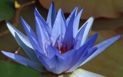 Blue Lotus