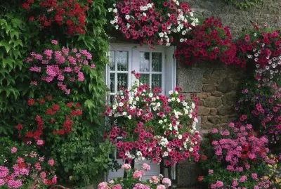 flores