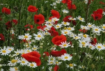 flores