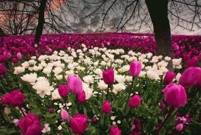 flores