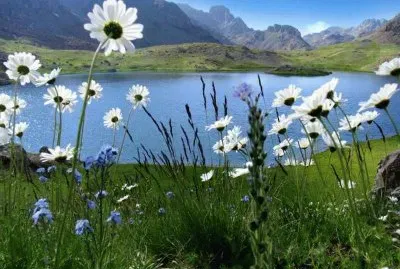 margaridas