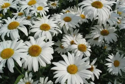 margaridas