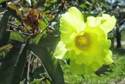 Flor do Algodoeiro